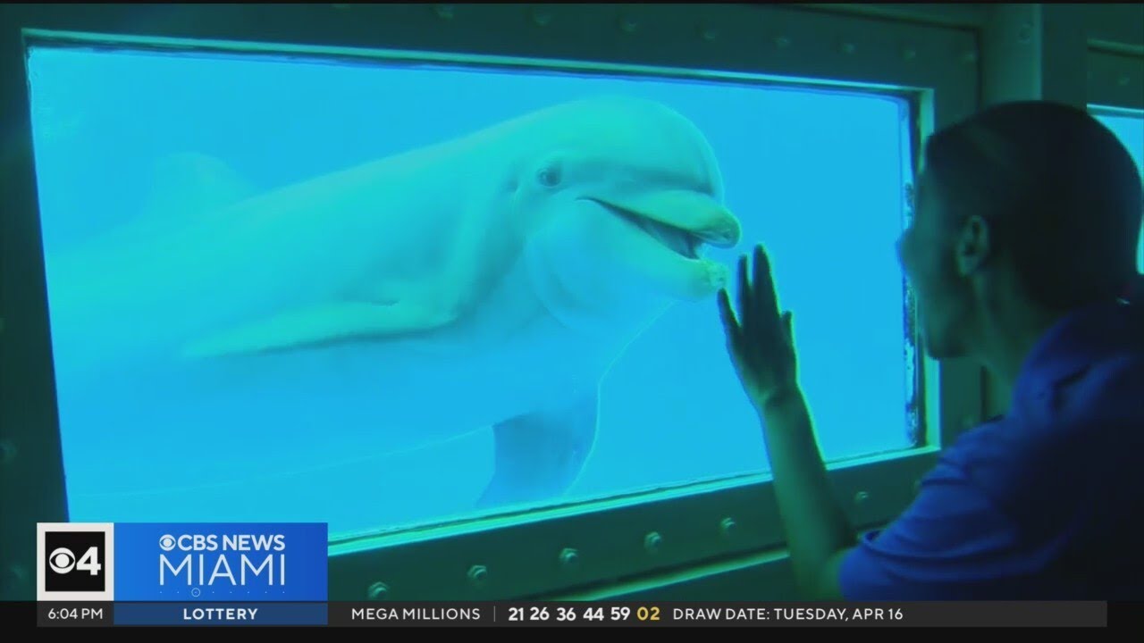 Miami Seaquarium Owner Files Federal Lawsuit Against Miami Dade County