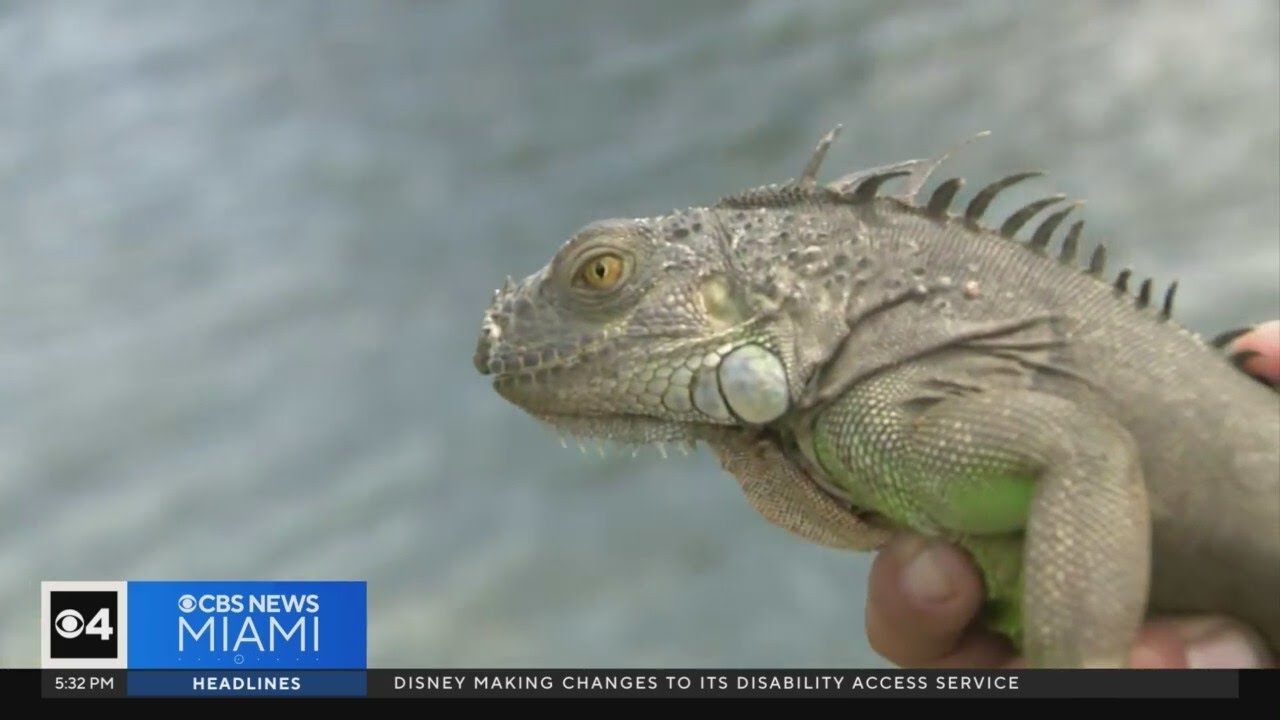 What You Need To Know About South Florida's Iguanas - The Miami Metropolis